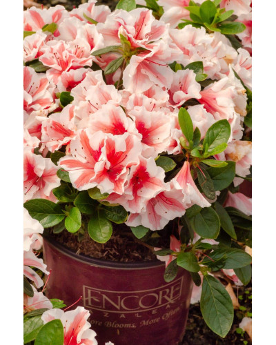 Рододендрон/Азалія Старберст | Рододендрон/Азалия Старберст | Rhododendron (AJ) Encore®Starburst
