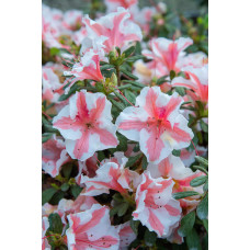 Рододендрон/Азалія Старберст | Рододендрон/Азалия Старберст | Rhododendron (AJ) Encore®Starburst