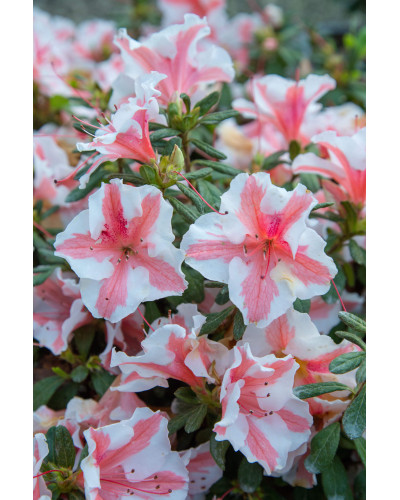 Рододендрон/Азалія Старберст | Рододендрон/Азалия Старберст | Rhododendron (AJ) Encore®Starburst