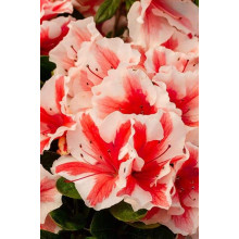 Рододендрон/Азалія Старберст | Рододендрон/Азалия Старберст | Rhododendron (AJ) Encore®Starburst