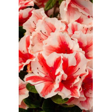 Рододендрон/Азалія Старберст | Рододендрон/Азалия Старберст | Rhododendron (AJ) Encore®Starburst