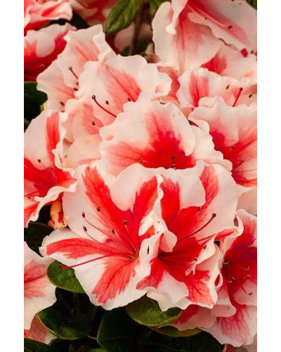 Рододендрон/Азалія Старберст | Рододендрон/Азалия Старберст | Rhododendron (AJ) Encore®Starburst