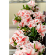 Рододендрон/Азалія Старберст | Рододендрон/Азалия Старберст | Rhododendron (AJ) Encore®Starburst