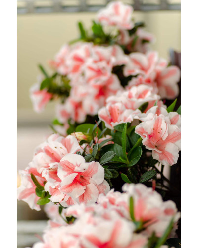 Рододендрон/Азалія Старберст | Рододендрон/Азалия Старберст | Rhododendron (AJ) Encore®Starburst