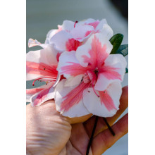 Рододендрон/Азалія Старберст | Рододендрон/Азалия Старберст | Rhododendron (AJ) Encore®Starburst