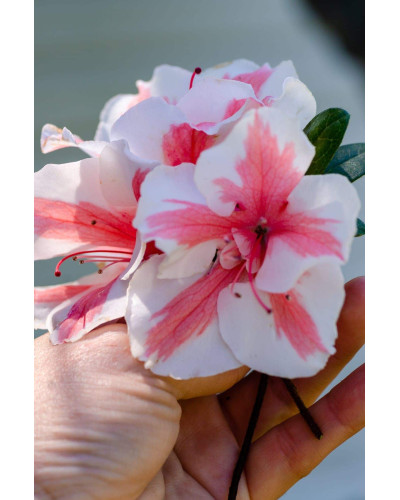 Рододендрон/Азалія Старберст | Рододендрон/Азалия Старберст | Rhododendron (AJ) Encore®Starburst