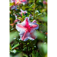 Рододендрон/Азалія Старберст | Рододендрон/Азалия Старберст | Rhododendron (AJ) Encore®Starburst