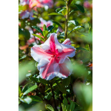 Рододендрон/Азалія Старберст | Рододендрон/Азалия Старберст | Rhododendron (AJ) Encore®Starburst