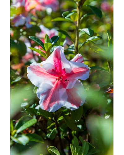 Рододендрон/Азалія Старберст | Рододендрон/Азалия Старберст | Rhododendron (AJ) Encore®Starburst