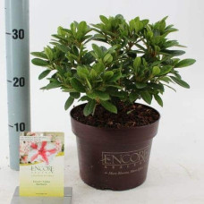 Рододендрон/Азалія Старберст | Рододендрон/Азалия Старберст | Rhododendron (AJ) Encore®Starburst