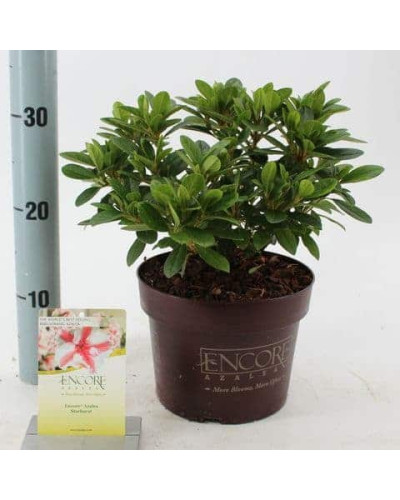 Рододендрон/Азалія Старберст | Рододендрон/Азалия Старберст | Rhododendron (AJ) Encore®Starburst