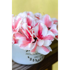 Рододендрон/Азалія Старберст | Рододендрон/Азалия Старберст | Rhododendron (AJ) Encore®Starburst