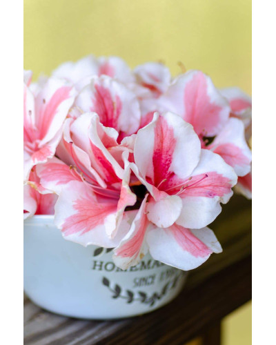 Рододендрон/Азалія Старберст | Рододендрон/Азалия Старберст | Rhododendron (AJ) Encore®Starburst