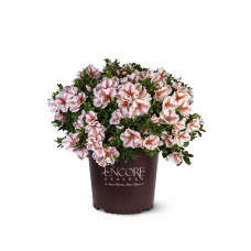 Рододендрон/Азалія Старберст | Рододендрон/Азалия Старберст | Rhododendron (AJ) Encore®Starburst