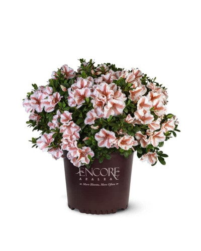 Рододендрон/Азалія Старберст | Рододендрон/Азалия Старберст | Rhododendron (AJ) Encore®Starburst