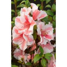 Рододендрон/Азалія Отм Санберст | Рододендрон/Азалия Отм Санберст | Rhododendron Encore Autumn Sunburst