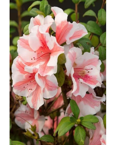 Рододендрон/Азалія Отм Санберст | Рододендрон/Азалия Отм Санберст | Rhododendron Encore Autumn Sunburst