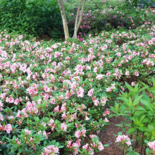 Рододендрон/Азалія Отм Санберст | Рододендрон/Азалия Отм Санберст | Rhododendron Encore Autumn Sunburst