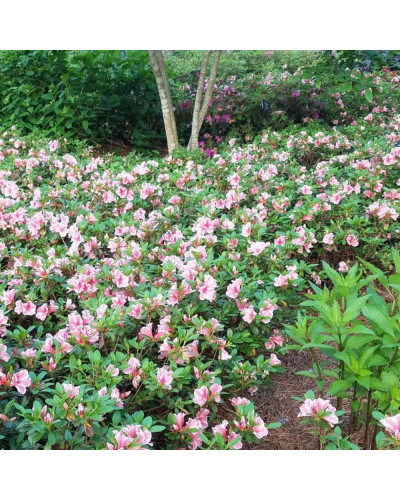 Рододендрон/Азалія Отм Санберст | Рододендрон/Азалия Отм Санберст | Rhododendron Encore Autumn Sunburst