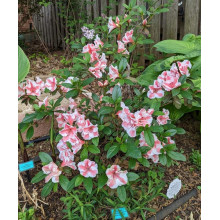 Рододендрон/Азалія Отм Санберст | Рододендрон/Азалия Отм Санберст | Rhododendron Encore Autumn Sunburst