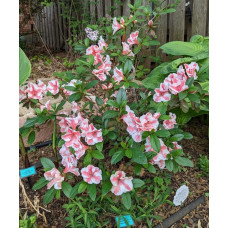 Рододендрон/Азалія Отм Санберст | Рододендрон/Азалия Отм Санберст | Rhododendron Encore Autumn Sunburst