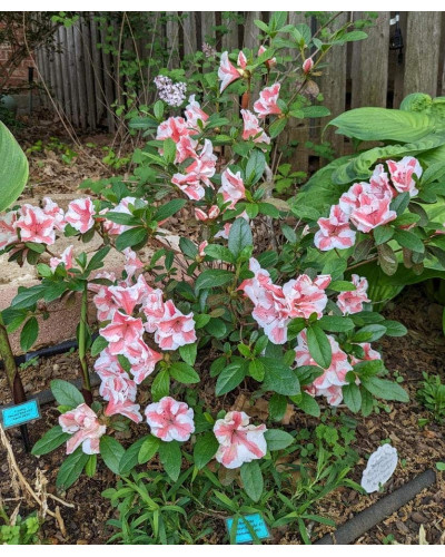Рододендрон/Азалія Отм Санберст | Рододендрон/Азалия Отм Санберст | Rhododendron Encore Autumn Sunburst