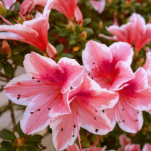 Рододендрон/Азалія Отм Санберст | Рододендрон/Азалия Отм Санберст | Rhododendron Encore Autumn Sunburst