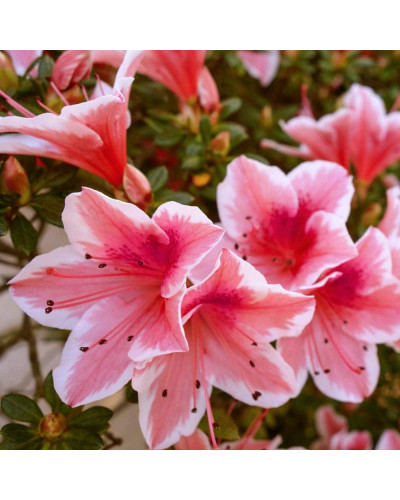 Рододендрон/Азалія Отм Санберст | Рододендрон/Азалия Отм Санберст | Rhododendron Encore Autumn Sunburst