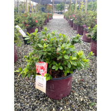 Рододендрон/Азалія Отм Санберст | Рододендрон/Азалия Отм Санберст | Rhododendron Encore Autumn Sunburst