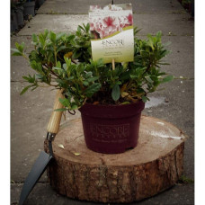 Рододендрон/Азалія Отм Санберст | Рододендрон/Азалия Отм Санберст | Rhododendron Encore Autumn Sunburst