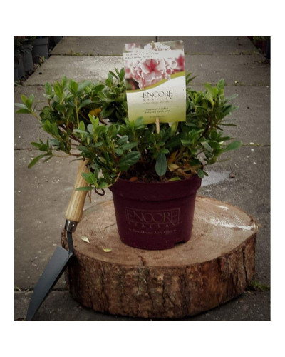 Рододендрон/Азалія Отм Санберст | Рододендрон/Азалия Отм Санберст | Rhododendron Encore Autumn Sunburst