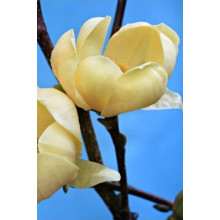 Магнолія гібридна Хоней Тюліп / Магнолія Хоней Тюліп | Magnolia Honey Tulip | Магнолия гибридная Хоней Тюлип / Магнолия Хоней Тюлип