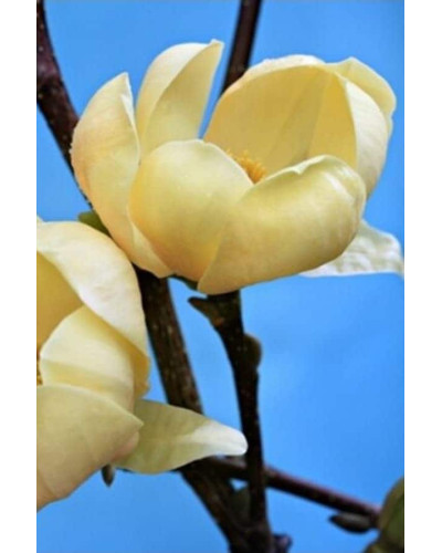 Магнолія гібридна Хоней Тюліп / Магнолія Хоней Тюліп | Magnolia Honey Tulip | Магнолия гибридная Хоней Тюлип / Магнолия Хоней Тюлип