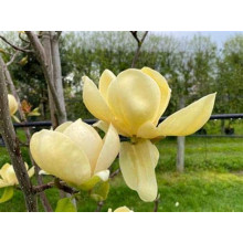 Магнолія гібридна Хоней Тюліп / Магнолія Хоней Тюліп | Magnolia Honey Tulip | Магнолия гибридная Хоней Тюлип / Магнолия Хоней Тюлип