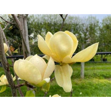 Магнолія гібридна Хоней Тюліп / Магнолія Хоней Тюліп | Magnolia Honey Tulip | Магнолия гибридная Хоней Тюлип / Магнолия Хоней Тюлип