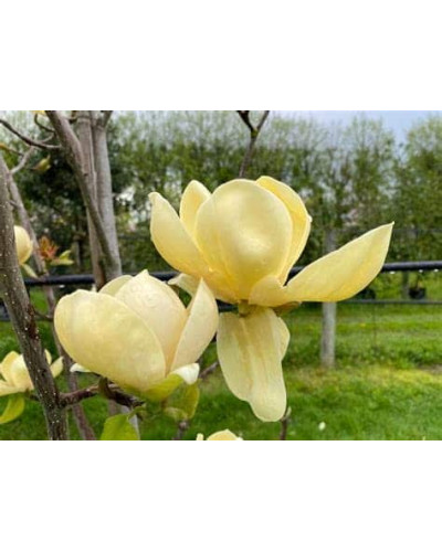 Магнолія гібридна Хоней Тюліп / Магнолія Хоней Тюліп | Magnolia Honey Tulip | Магнолия гибридная Хоней Тюлип / Магнолия Хоней Тюлип
