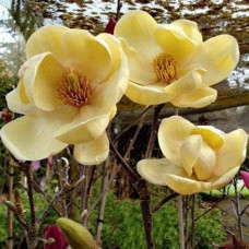Магнолія гібридна Хоней Тюліп / Магнолія Хоней Тюліп | Magnolia Honey Tulip | Магнолия гибридная Хоней Тюлип / Магнолия Хоней Тюлип