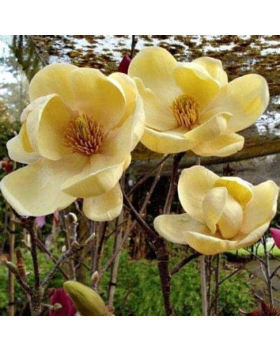 Магнолія гібридна Хоней Тюліп / Магнолія Хоней Тюліп | Magnolia Honey Tulip | Магнолия гибридная Хоней Тюлип / Магнолия Хоней Тюлип