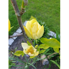 Магнолія гібридна Хоней Тюліп / Магнолія Хоней Тюліп | Magnolia Honey Tulip | Магнолия гибридная Хоней Тюлип / Магнолия Хоней Тюлип