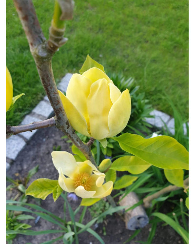 Магнолія гібридна Хоней Тюліп / Магнолія Хоней Тюліп | Magnolia Honey Tulip | Магнолия гибридная Хоней Тюлип / Магнолия Хоней Тюлип