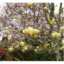 Магнолія гібридна Хоней Тюліп / Магнолія Хоней Тюліп | Magnolia Honey Tulip | Магнолия гибридная Хоней Тюлип / Магнолия Хоней Тюлип