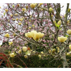 Магнолія гібридна Хоней Тюліп / Магнолія Хоней Тюліп | Magnolia Honey Tulip | Магнолия гибридная Хоней Тюлип / Магнолия Хоней Тюлип