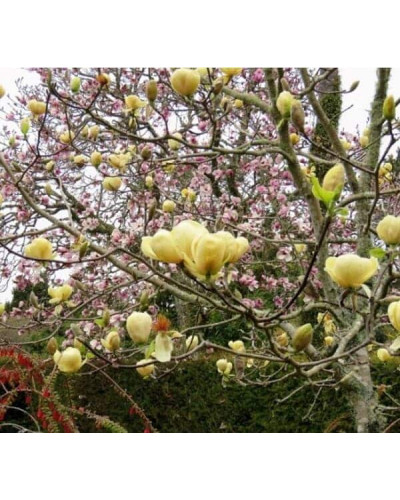 Магнолія гібридна Хоней Тюліп / Магнолія Хоней Тюліп | Magnolia Honey Tulip | Магнолия гибридная Хоней Тюлип / Магнолия Хоней Тюлип