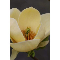 Магнолія гібридна Хоней Тюліп / Магнолія Хоней Тюліп | Magnolia Honey Tulip | Магнолия гибридная Хоней Тюлип / Магнолия Хоней Тюлип