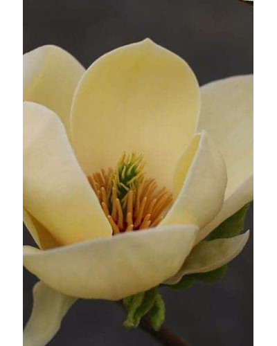 Магнолія гібридна Хоней Тюліп / Магнолія Хоней Тюліп | Magnolia Honey Tulip | Магнолия гибридная Хоней Тюлип / Магнолия Хоней Тюлип