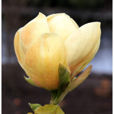 Магнолія гібридна Хоней Тюліп / Магнолія Хоней Тюліп | Magnolia Honey Tulip | Магнолия гибридная Хоней Тюлип / Магнолия Хоней Тюлип