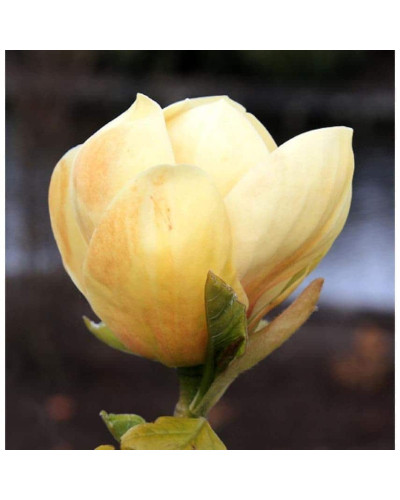 Магнолія гібридна Хоней Тюліп / Магнолія Хоней Тюліп | Magnolia Honey Tulip | Магнолия гибридная Хоней Тюлип / Магнолия Хоней Тюлип