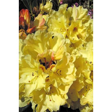 Рододендрон Саффрано (жовтий) | Rhododendron Saffrano | Рододендрон Саффрано (желтый)