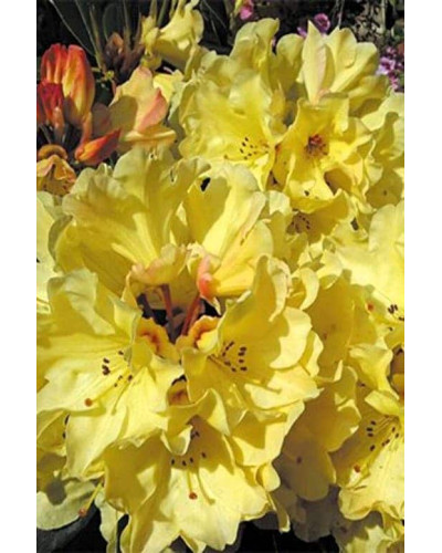 Рододендрон Саффрано (жовтий) | Rhododendron Saffrano | Рододендрон Саффрано (желтый)