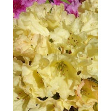 Рододендрон Саффрано (жовтий) | Rhododendron Saffrano | Рододендрон Саффрано (желтый)